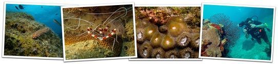 Подводные фотографии, снятые фотоаппаратом Sealife DC1400